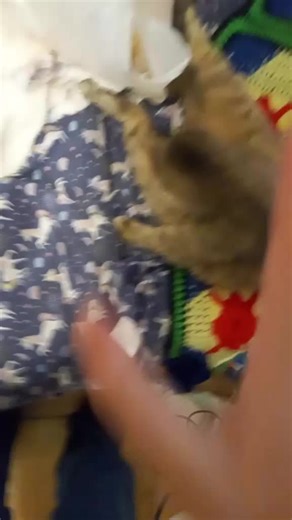 Hello kitty :3 (@hello_kitty_3333333)’s videos with original sound - Spotify Songs !!