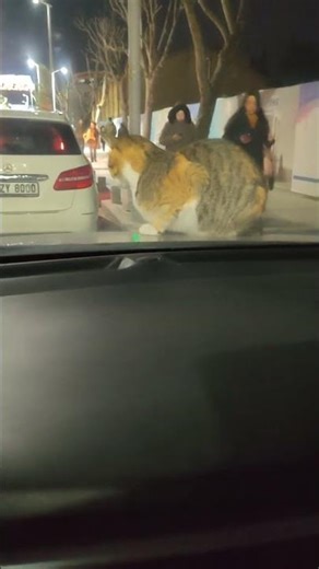 Arabamın üstündeki davetsiz misafir kornaya basınca kacmiyomuydu #shorts #keşfet #global #patiler