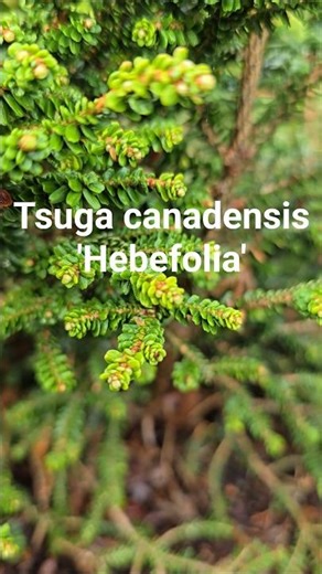 Tsuga canadensis ‘Hebefolia’ #gardening #conifer #landscaping #gardendesign #design #oregon #hemlock
