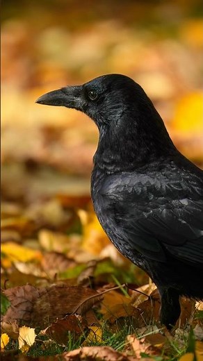 A Crow's Gentle Eyes 🐦✨ #birdwatching