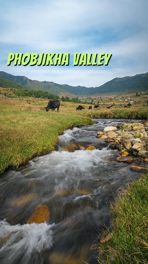 Phobjikha Valley - a hidden gem of Bhutan. Good Food Bro explored the Phobjikha Valley through the Nature Trail and spent time inside Gangtey Goenpa or Gangtey Monastery. He enjoyed a Chinese lunch with noodles, chilli chicken and ginger potato during his stay at the Dewachen Hotel. Good food Bro witnessed a memorable sunset at the valley viewpoint while the valley was populated with vulnerable winter migratory Black-Necked Cranes. #goodfoodbro #bhutantravel #bhutan #bhutandiaries #bhutantourism