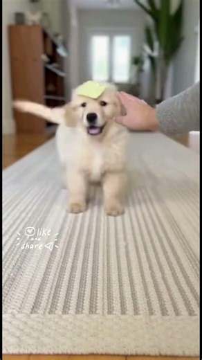 Golden Retriever Sunny Sticky Note Dodge 😳🟨