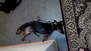 14K views · 81 reactions | Funny dachshund ! | Dachshunds today | Facebook