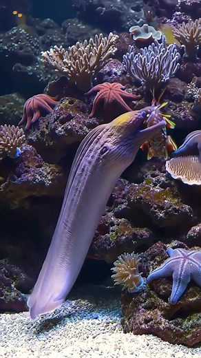 Look how incredible giant eel defeating this little shrimp and enjoy shaking it's prey before finishing it meal . What a fantastic moment !!! 🐍🦐🪸🌿💧🌊🌱 #wildanimals #animals #animallover #animalphotography #aquarium #aquariumlife #marine #marinelife #saltwateraquarium #saltwatertank #fishtank #viralvideo #viralanimals | Chhim SeakLim