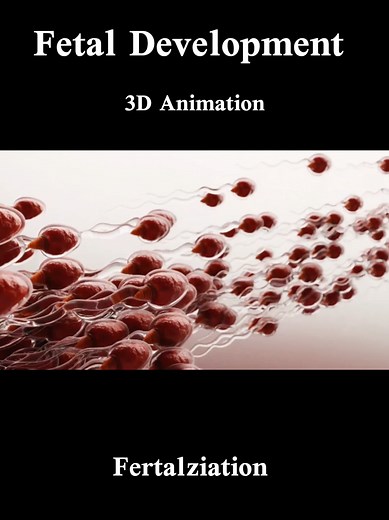Fetal Development Fertalziation. 3d Animation #viralvideo #foryoupageofficiall #fyppppppppppppppppppppppp #pregnancy #foryou