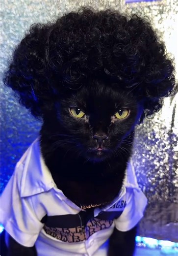 Boo History Month: Celebrating Black Cats