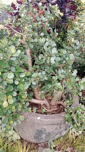 8K views · 72 reactions | Green island ficus nasa tabitabi lang  #ficus | Bonsai Gallery Ph | Facebook