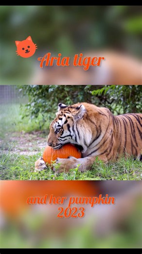 8.4K views · 378 reactions | Aria tiger LOVES her pumpkins! ~2023 #BigCatRescue #Tiger #Pumpkin #Halloween #Funny #Cute #Videos #CaroleBaskin Music licensed thru Artlist.io for use. | Big Cat Rescue | Facebook