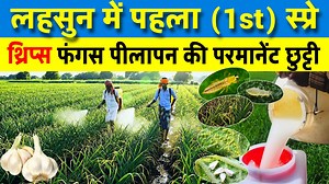 99K views · 1.5K reactions | लहसुन में पहला स्प्रे बेस्ट...