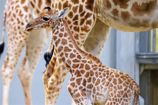 Une première depuis 2019 : les images d'un girafon, "en danger critique d'extinction", né au parc zoologique de Paris