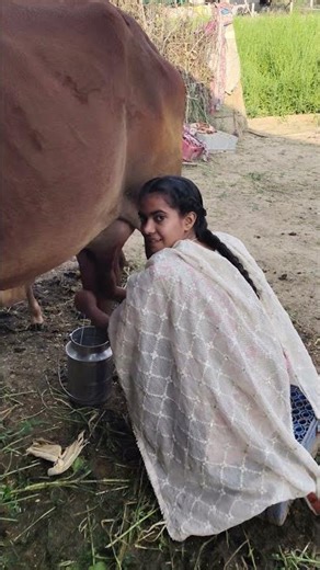 cow milking 🐄🐄🐄 #dairyfarming #youtubeshorts #shorts #trending #cow #desi #haryanvi
