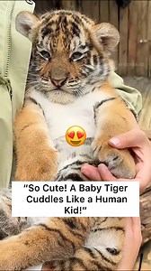 Watch this adorable baby tiger being cared for just like a human child! These little tigers love holding fingers, sucking their paws, and getting comfort from cuddles. They may look like playful kittens, but remember—they are wild animals with incredible strength waiting to grow. Don’t miss these heartwarming moments that prove how similar they are to babies! ⸻ ⚠️ This video is for entertainment and educational purposes only. Baby tigers are wild animals and should not be touched or approached i