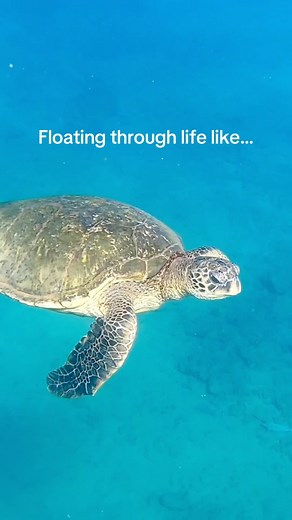 4.6K views · 103 reactions | Oh to be a Sea Turtle floating through the Sea✨ With the ability to hold their breath for up to 5 hours, Sea Turtles can kick back, relax, and let the tides take them where they need to be. Join us on one of our snorkeling excursions to see the beautiful Honu for yourself!  | Trilogy Excursions | Facebook