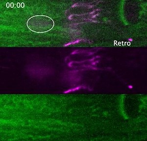 Anterograde transport of axonal mitochondria is critical for the maintenance of the mitochondria pool and neuronal health. Youjun Wu, Marc Hammarlund (Yale School of Medicine) and colleagues show that the endogenous kinesin-1 and RIC-7 localize at the leading end of mitochondria to drive axonal anterograde transport in vivo in C. elegans. https://hubs.la/Q02p5tD60 | Journal of Cell Biology | Facebook