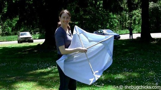 DIY Insect Collecting: Beat Sheet — The Bug Chicks