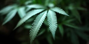 TBI claims its THC testing is accurate, but issues lie in difference between THC and THCA