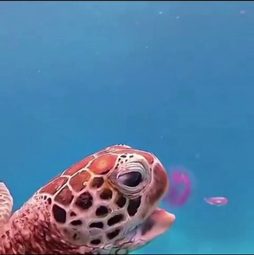 Sea Turtles are so cute 😭 #ocean #fyp #science #nature #seaturtle #marinebiology #wildlife