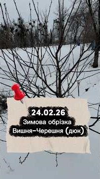 Pruning cherries: why I don't cut "to zero" #cherry #garden #gardening #cottage #village #reels #fyp