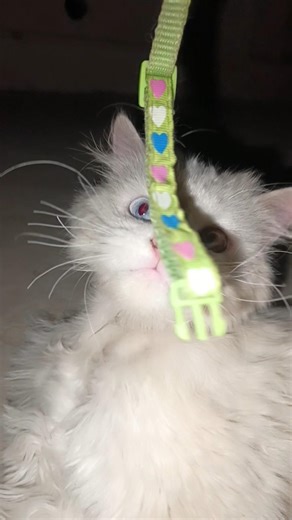 Trending Most Beautiful cat #kitten #kitty #cat #cats #catslovers#cute