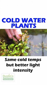 11 reactions | Check out Ludwigia Glandulosa and Giant Val which are available for sale on DustinsFishTanks.com! Shop Now! They do well in cold water tanks. TANK ON! . . . . . . #cold #coldwater #coldwaterplants #dustinsfishtanks #tankon #aquarium #aquariums #aquascape #aquascaping #aquariumplants #scape #aquariumhobby #fishtank #freshwateraquarium #plants #plantlife #planted #plantedtank #plantedaquarium #aquascape #aquaticplants | Dustin's Fishtanks | Facebook