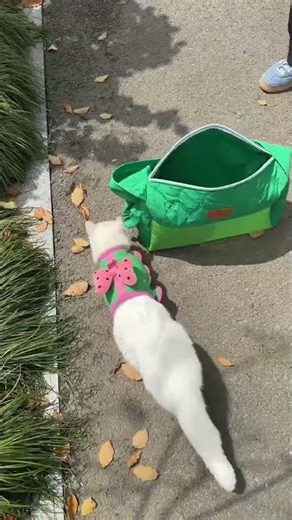 She Loves Her New Outfit! 🐱 Cutest Cat Walk Vlog #CatShorts