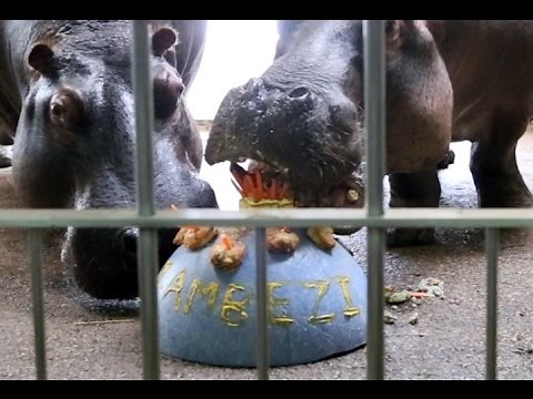 Nile Hippo Eats Cake For Her Birthday