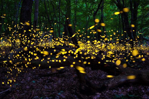 Why Are Fireflies Disappearing?