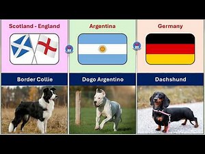 Dog Breeds From Different Countries | 70+ Dogs Breeds l Top Dog Breeds | Different Types of Dogs