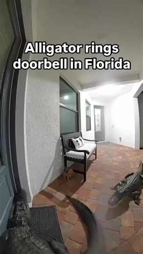 What would you do if two alligators rang your doorbell? Just another day in Florida! | Inside Edition