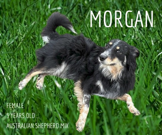 5.7K views · 53 reactions | Aussie, Aussie, Aussie!!!!!! Morgan is...