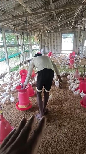 Poultry farming in india