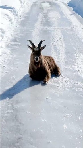 “Goat Belly-Slides Down Icy Driveway Like a Kid 😂🐐❄️”