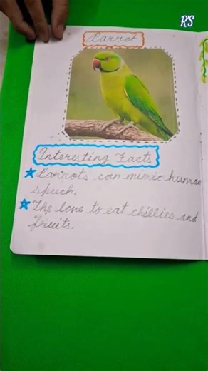 My Bird's Diary | Birds Album | Birds Scrapbook | Birds Booklet #shorts #birds #scienceproject