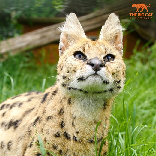 17K views · 2.7K reactions |  Servals have the biggest ears in proportion to their size of any cat!  Servals have unique ears, this makes them excellent hunters. Bibby our keeper explains why their ears are so impressive! | The Big Cat Sanctuary | Facebook