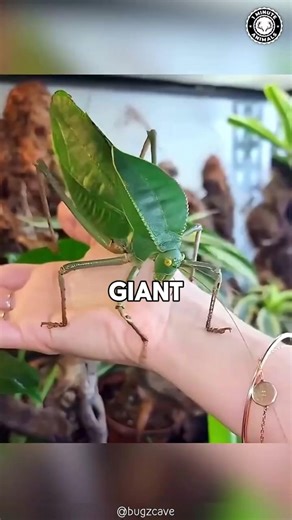 Giant Malaysian Katydid 🦗 One of the Largest Insects You’ll Ever See