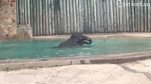 8K views · 397 reactions | Case of the Mondays? Don't worry, the workday is almost over. In the meantime, here's Bowie, the elephant calf, taking a dip. | Fort Worth Zoo | Facebook