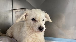 77 reactions · 82 shares | RESCUED 6/14/23 This darling was groomed...