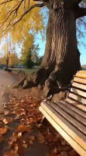 Cat’s Calm Park Walk Turns Sudden Tree Escape and Surprising Leap