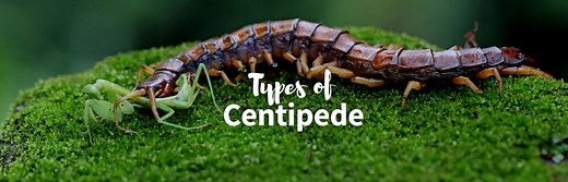 12 Fascinating Types of Centipedes: Leggy Wonders Uncovered