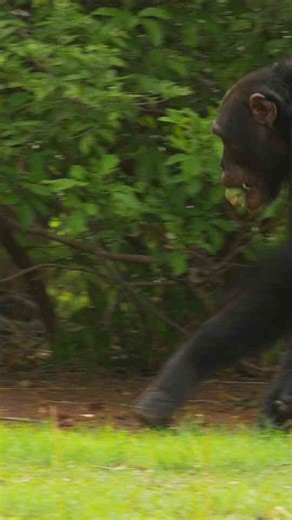 The surprising diet that links these unusual animals