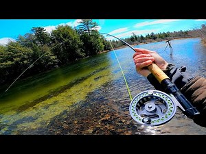 Fish Could Not Resist This NYMPH! Fly Fishing ULTRA CLEAR Remote River