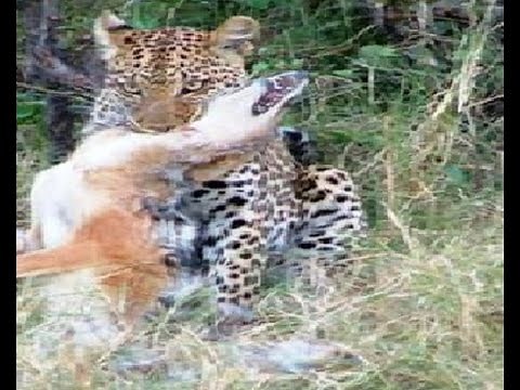 Leopards Attacking Pet Dogs!!!