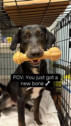 Elmer is a 2-year-old Lab mix who’s as sweet as they come. He’s friendly with dogs and cats, loves a good bone, and never turns down a pup cup. This happy boy can’t wait to find his forever family! 🏡 #snelovespets #AdoptElmer #LighthouseAnimalShelter #AdoptDontShop #RescueDog #LabMixLove #GoodBoyVibes #AdoptMe #PupCupLover #MixedBreedMagic #AdoptLocal #ShelterDogSmiles #ForeverHomeWanted #AdoptAPet #DogsAndCats #FriendlyLabMix | Lighthouse Animal Shelter