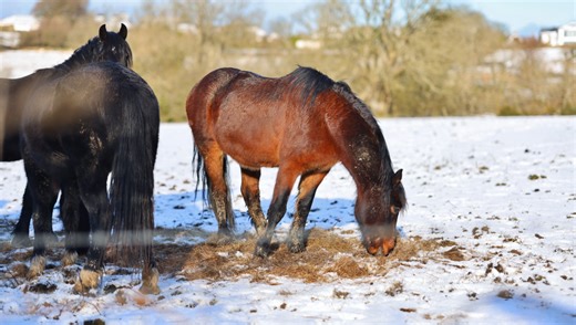 The New Meike 85mm f/1.8 SE Mark II for Canon: What $230 Really Gets You | Fstoppers