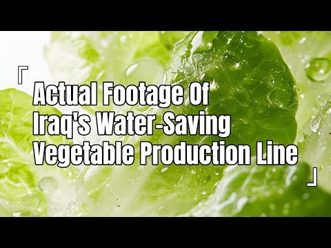 Inside Iraq: Fully Automated Vegetable Processing Plant - The Tech Behind Your Meal!