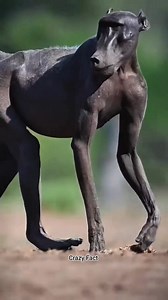 1.5M views · 21K reactions | SEA HORSE  #sciencefacts #fact #factinhindi #facebookfact #facebookreel #facebookviral #FacebookPage | Crazy Fact | Facebook