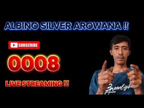 ALBINO SILVER AROWANA !! PART : 0008 !!