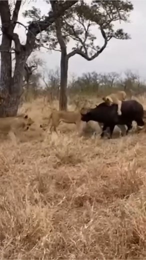 Buffalo vs Lion/ Buffalo Knocks Down a Lion. #Lions #AJKenyasafaris | Aj Kenya Safaris Ltd
