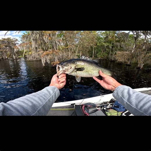 UNF Bass Fishing Club on Instagram: "A catch by Austin Humphries in Crescent Lake during a tournament with the St. Johns Anglers Club. They bite when you least expect them too!!!🎣🦅 #rapala #kistlerrods #brusierbaits #13fishing #bassfishing #starbrite #nicholslures"