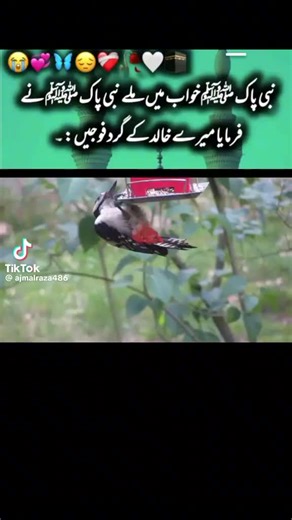 ameer.mavia001 on TikTok